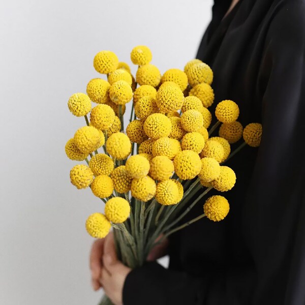 new dried craspedia bunch，dried yellow Billyballs branches，dried flowers arrangement，DIY craft supply，home decor，wedding flowers decor