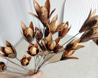 10/25 sticks mini magnolia flower，natural Toona fuits pods，dry flower ，vase filler，DIY craft supply，home decor，wedding flower decor