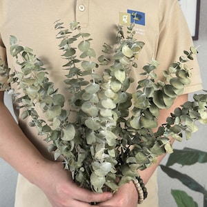 natural eucalyptus bundle ，20 &quot;,dried eucalyptus branches，dry flowers arrangement，eucalyptus for vase filler，eucalyptus decor，home decor