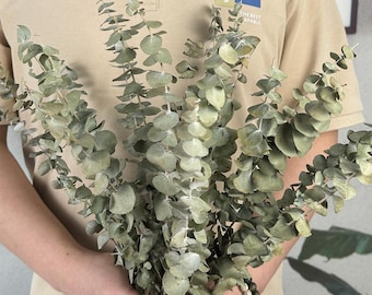 natural eucalyptus bundle ，20 ",dried eucalyptus branches，dry flowers arrangement，eucalyptus for vase filler，eucalyptus decor，home decor