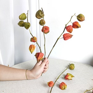 Natürliche Physalis-Zweige, getrocknete Laternenfruchtstiele, trockene Blumen zum Füllen von Vasen, Blumendekor, Boho-Dekor, Wohndekoration, Hochzeitsdekor