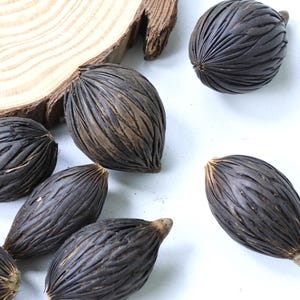 May include: Several dark brown seeds with a textured, ridged surface are arranged on a white background. A piece of light brown wood is also present. The seeds are teardrop-shaped with a small, rounded tip.