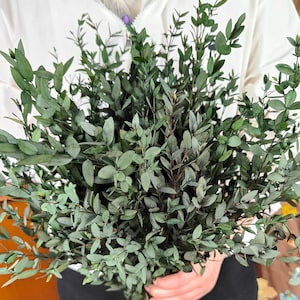 Preserved green Parvifolia Eucalyptus，dry eucalyptus bouquet，vase filling，wedding  decor，home decor，Wreath decor，Dried flower arragement