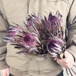 natural protea king stems,dried purple protea flower,dried flower arrangement,dry flower for vase  filling,home/weeding decoration