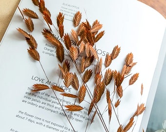 May include: Dried ornamental grass with brown and tan hues, arranged on a white page with text. The image features a close-up of the grass, with the text "LOVE AND HOPE" and other botanical descriptions visible. The overall aesthetic is natural and rustic.