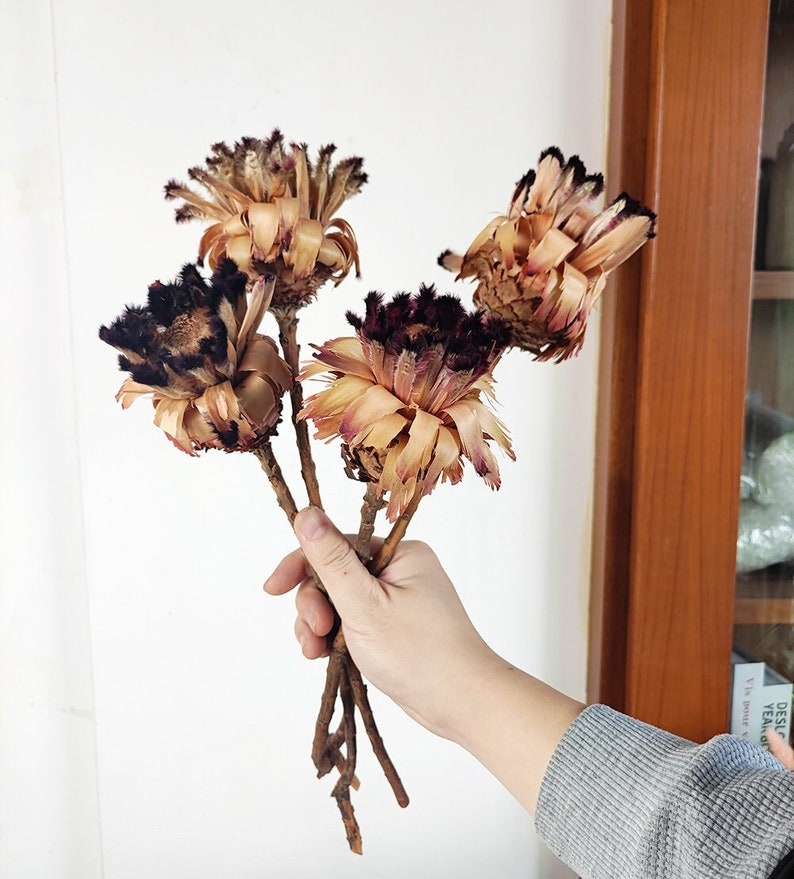 natural protea Neriifolia stemsdried protea flowernatural flower for vase fillingflower arrangementhome decorwedding decor image 1