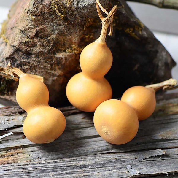 6/10 /25 small gourds，natural mini gourd stems，handcraft gourd ornament，home decoration，DIY craft supply