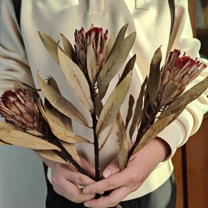natural protea stems，dried protea flower branches，flower arrangement ，vase filling，home decoration，wedding flower decor，rustic flower