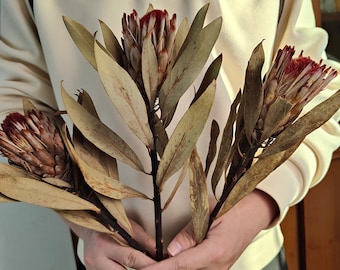 natural protea stems，dried protea flower branches，flower arrangement ，vase filling，home decoration，wedding flower decor，rustic flower