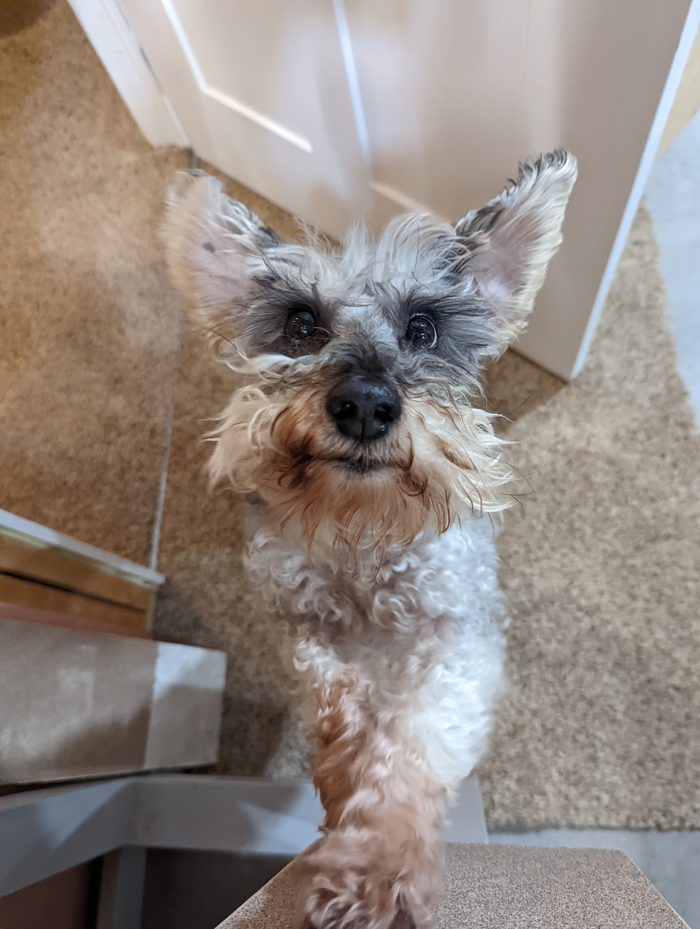 Dog Scratch Board Scratch Training Board Large Wall Mount Etsy