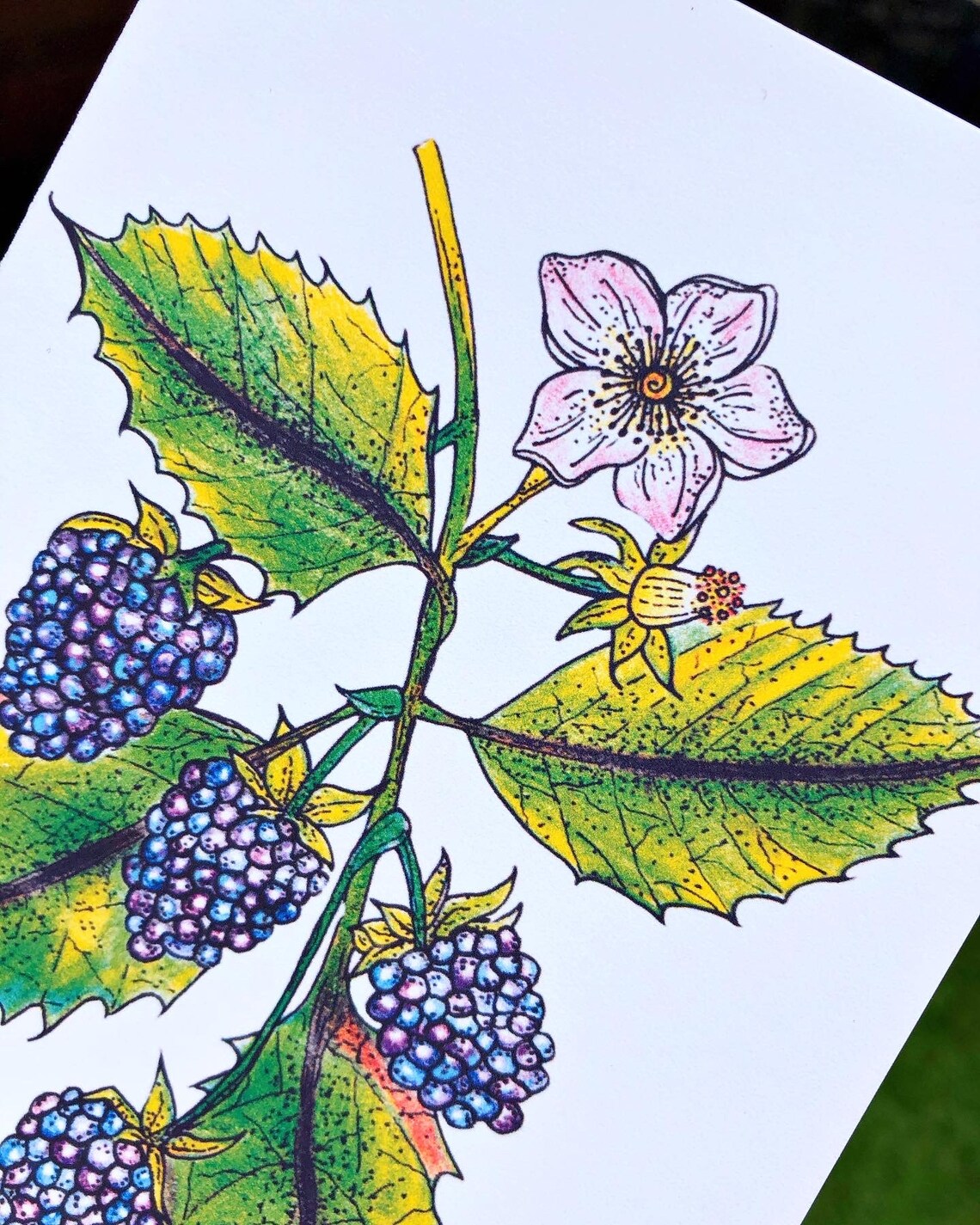 Botanical blackberry art print Etsy