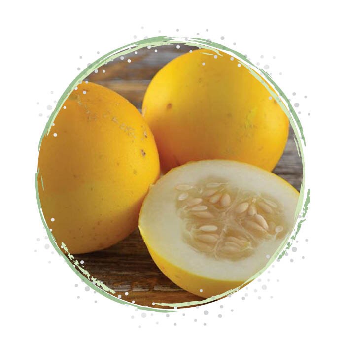 Apple Pie Melon Mother Mary S Pie Melon Etsy