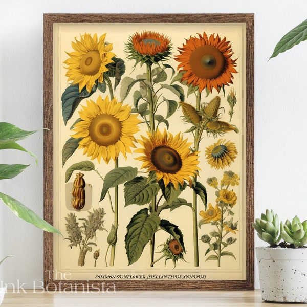 Vintage sunflowers plants print, botanical poster, foraging wall art, sunflower types chart