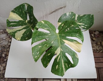 Monstera Thai Constellation Etsy
