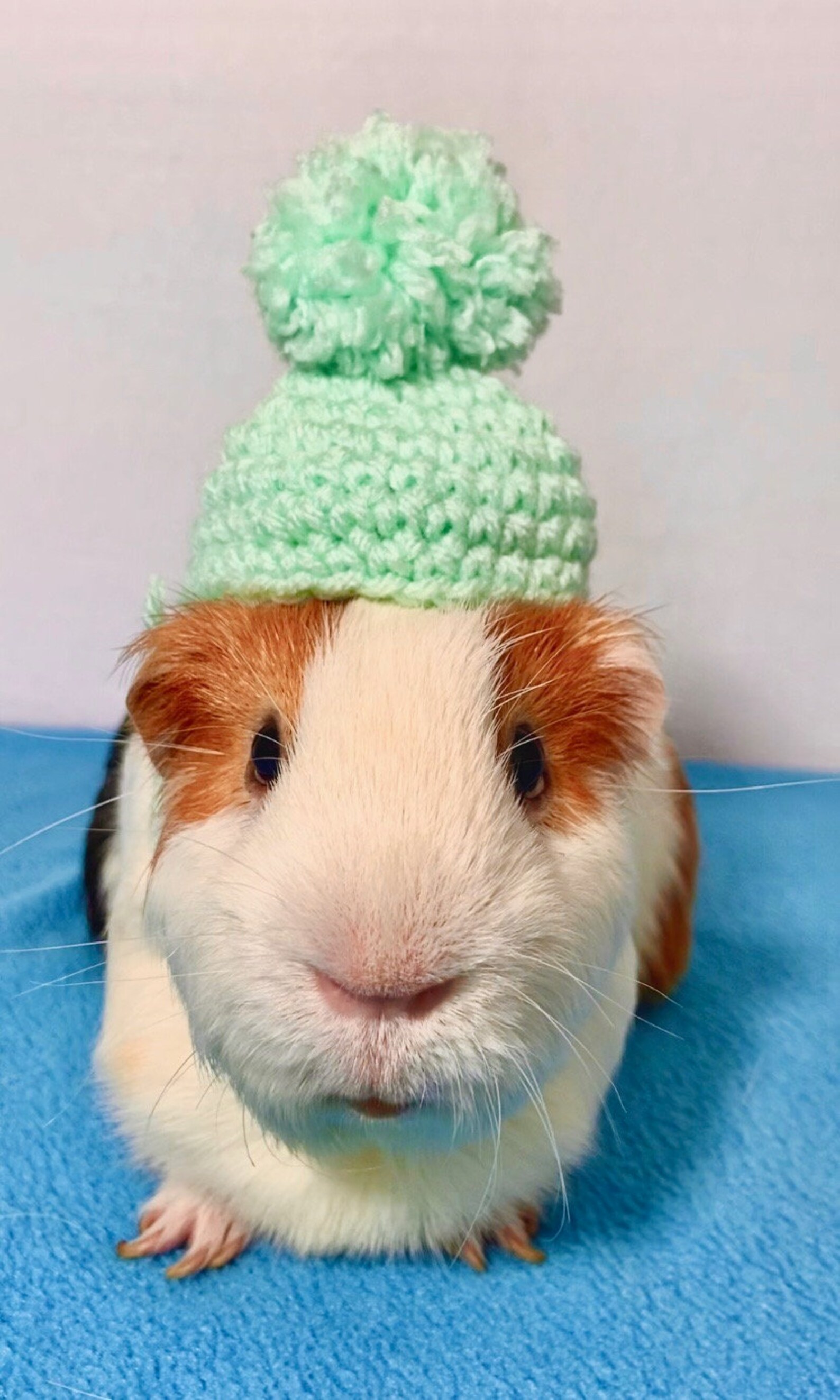 Pompom Hat for Guinea Pig or Small Pets Etsy