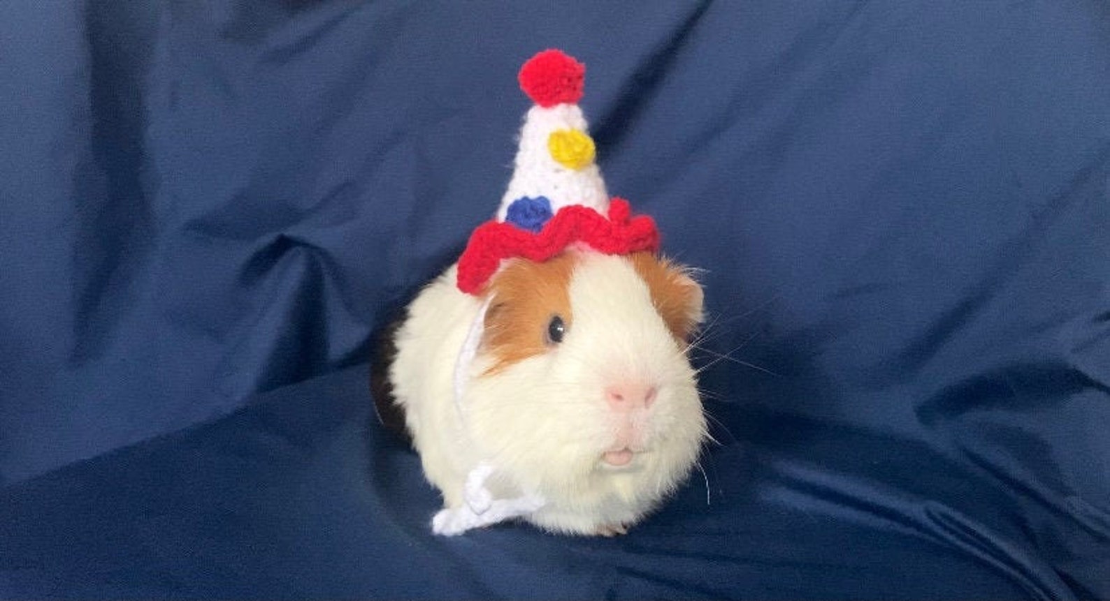 Crochet Party Hat for Guinea Pigs and Other Small Animals Etsy