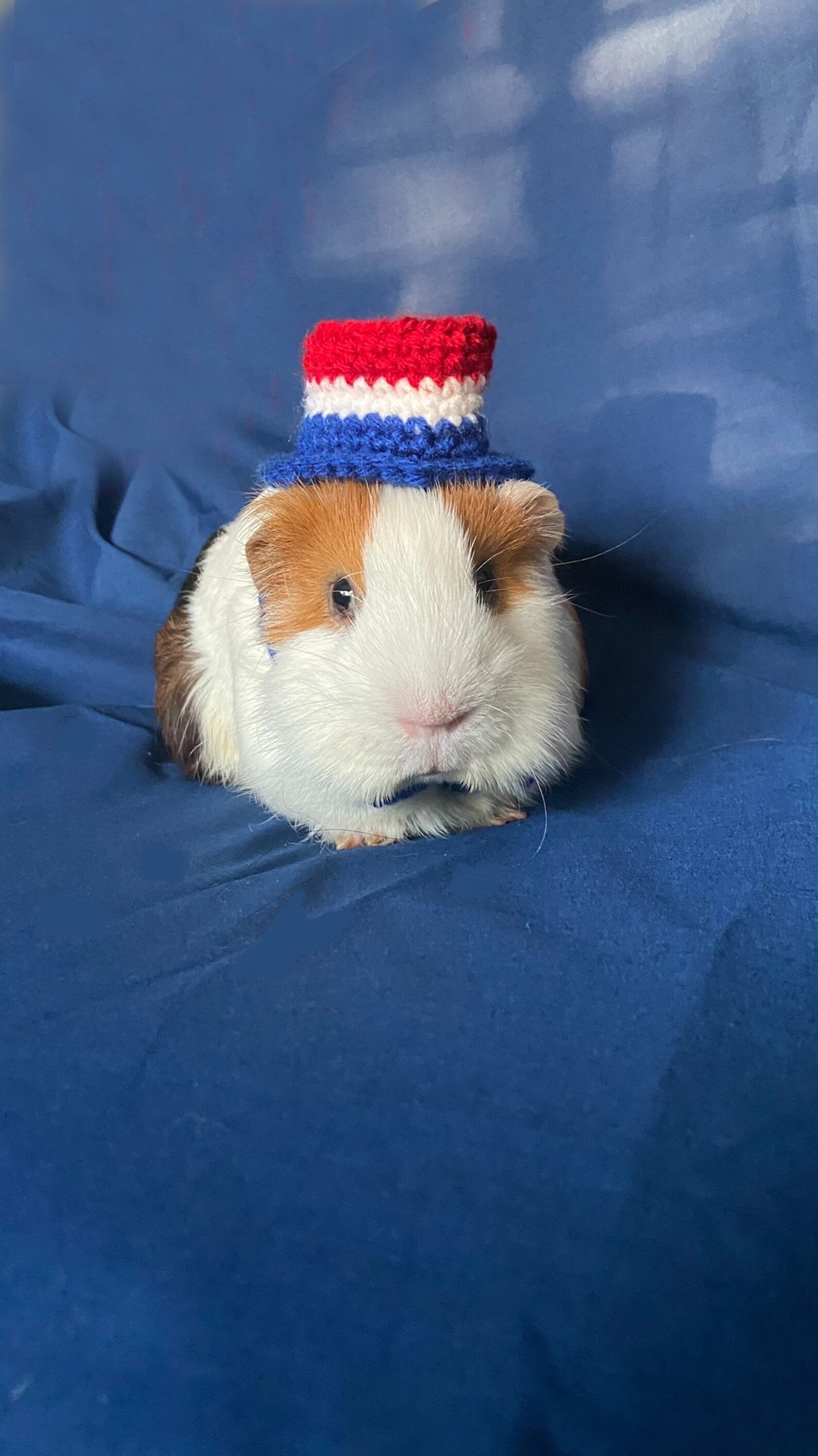 Fourth of July Hat For Guinea Pigs and Other Small Animals Etsy