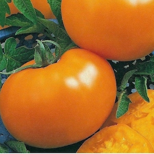 Biologische tomatenzaden &#39;&#39;Illya Muromets&#39;&#39;&#39; Seeds from Ukraine GMO-vrij erfgoed
