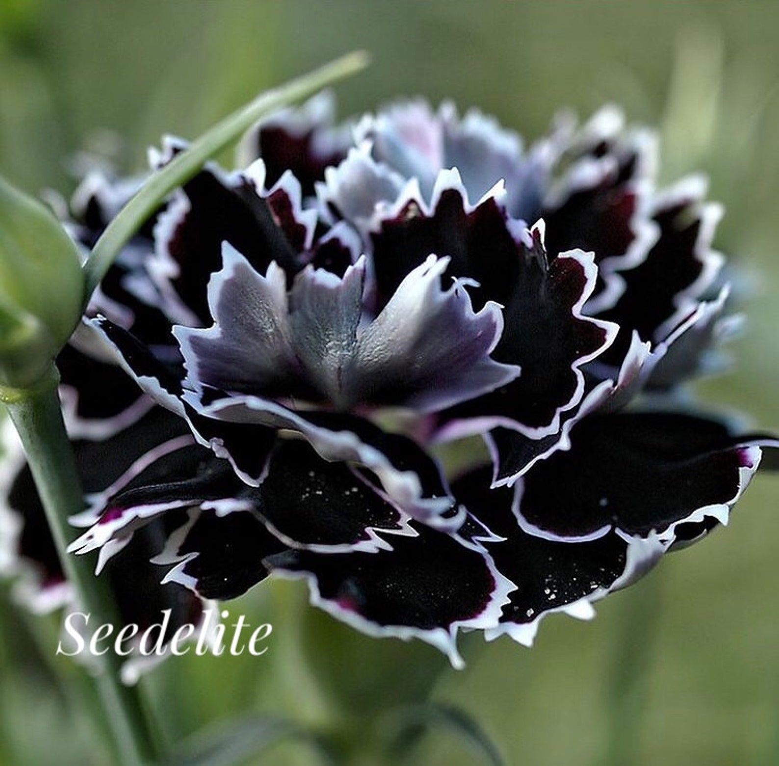 70 Raros Clavel Orgánico Semillas Blancas y Negras Dianthus Etsy