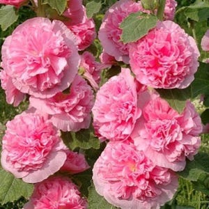Double Pink Hollyhock Seeds &#39;&#39;Pink Suede&#39;&#39;/Alcea rosea /Heirloom Seeds from Ukraine