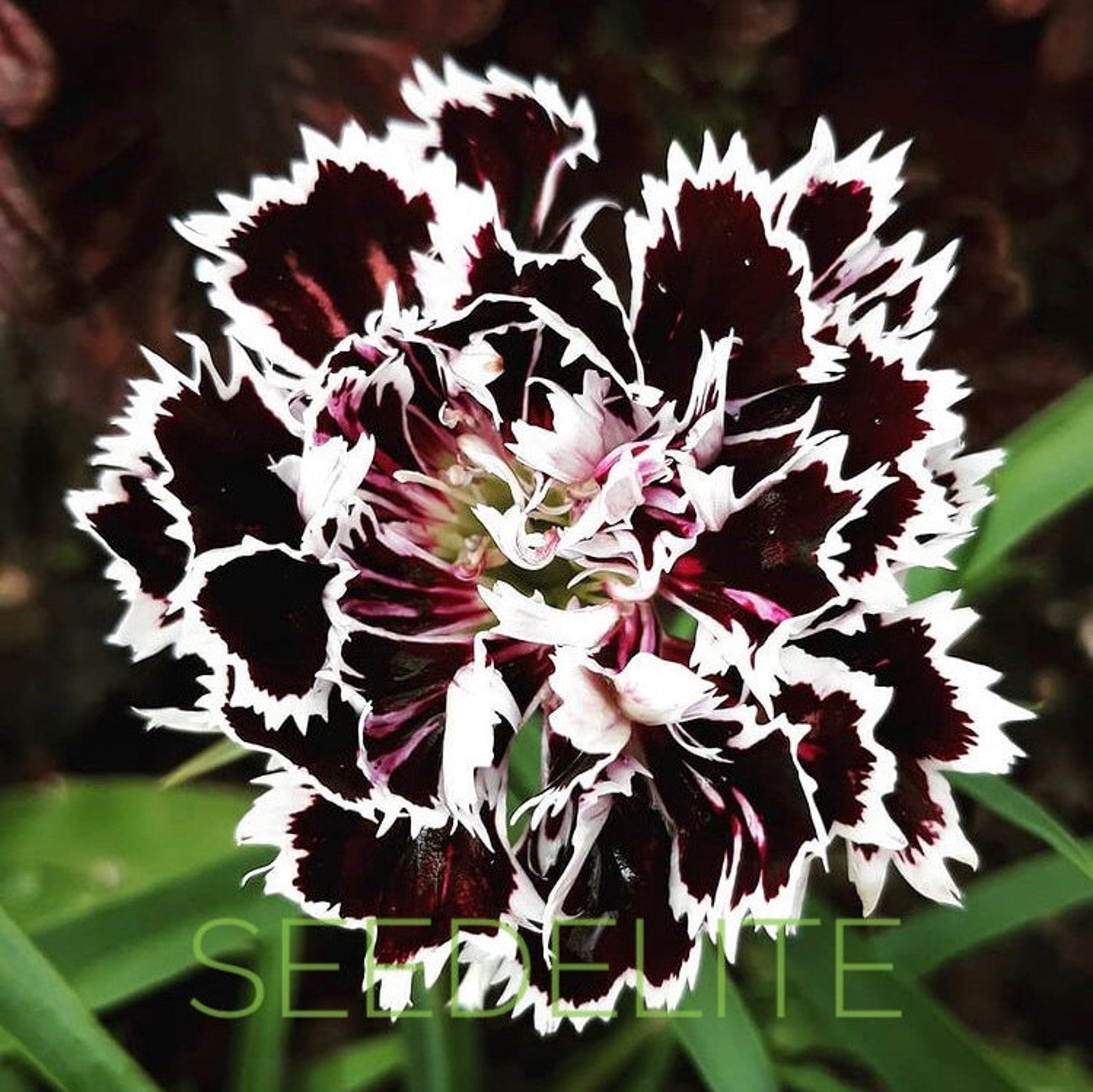 70 Raros Clavel Orgánico Semillas Blancas y Negras Dianthus Etsy