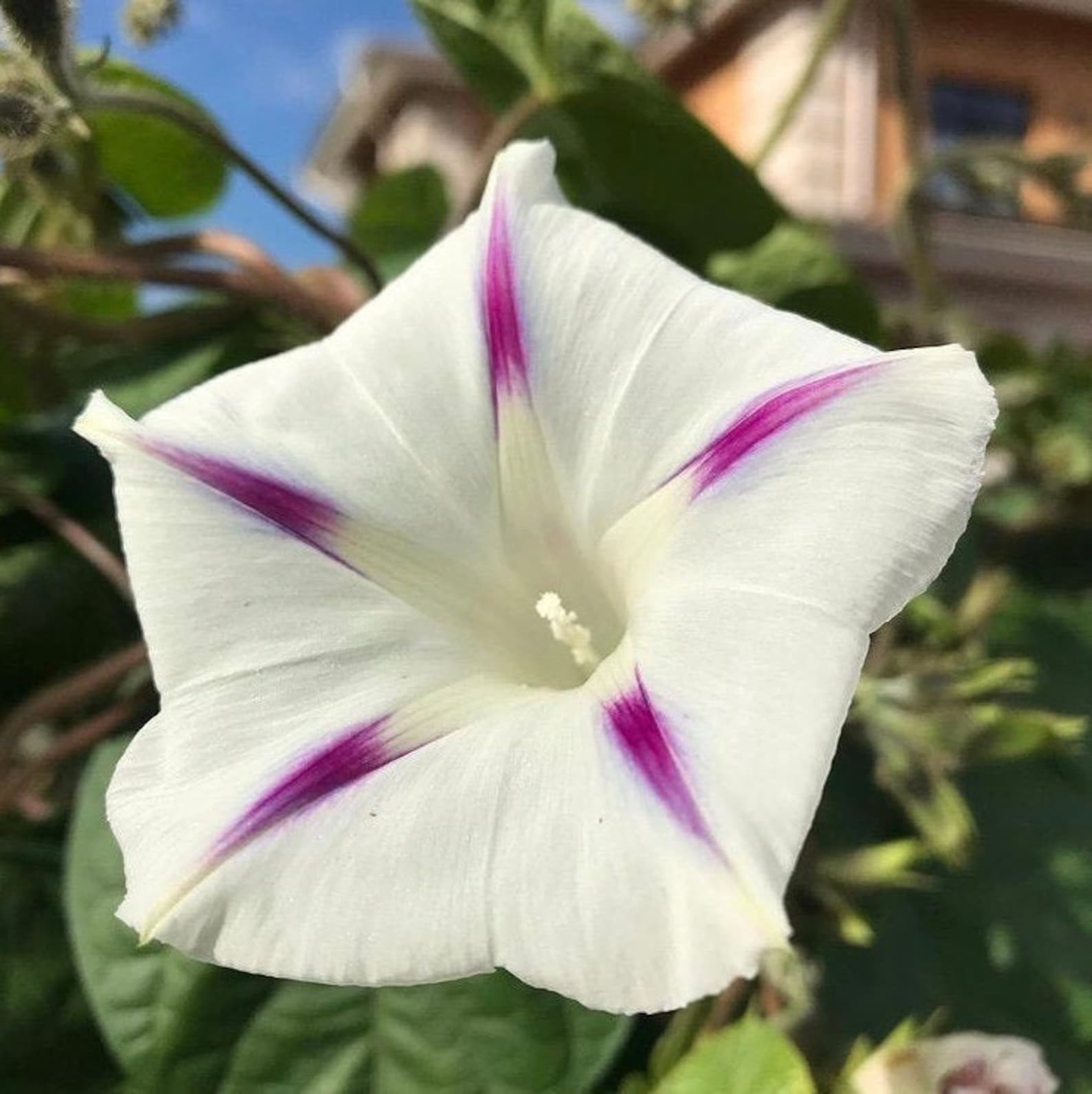 30 MILKY WAY MORNING Glory Ipomoea Seeds Flower Seeds Annual Etsy