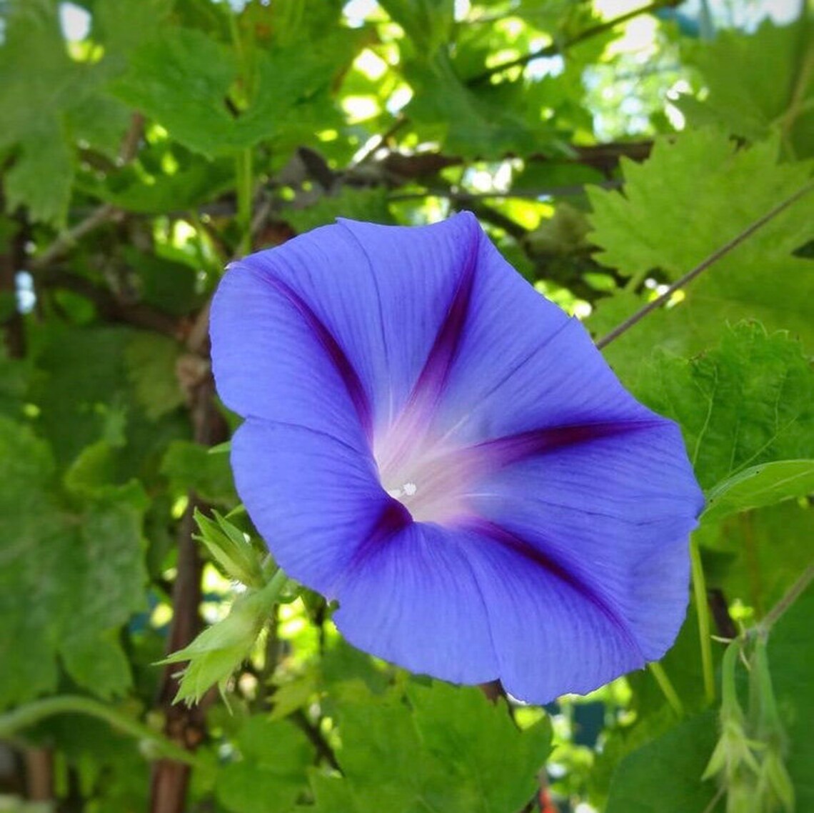35 BLUE STAR Morning Glory Seeds Flower Seeds Ipomoea Seeds Etsy
