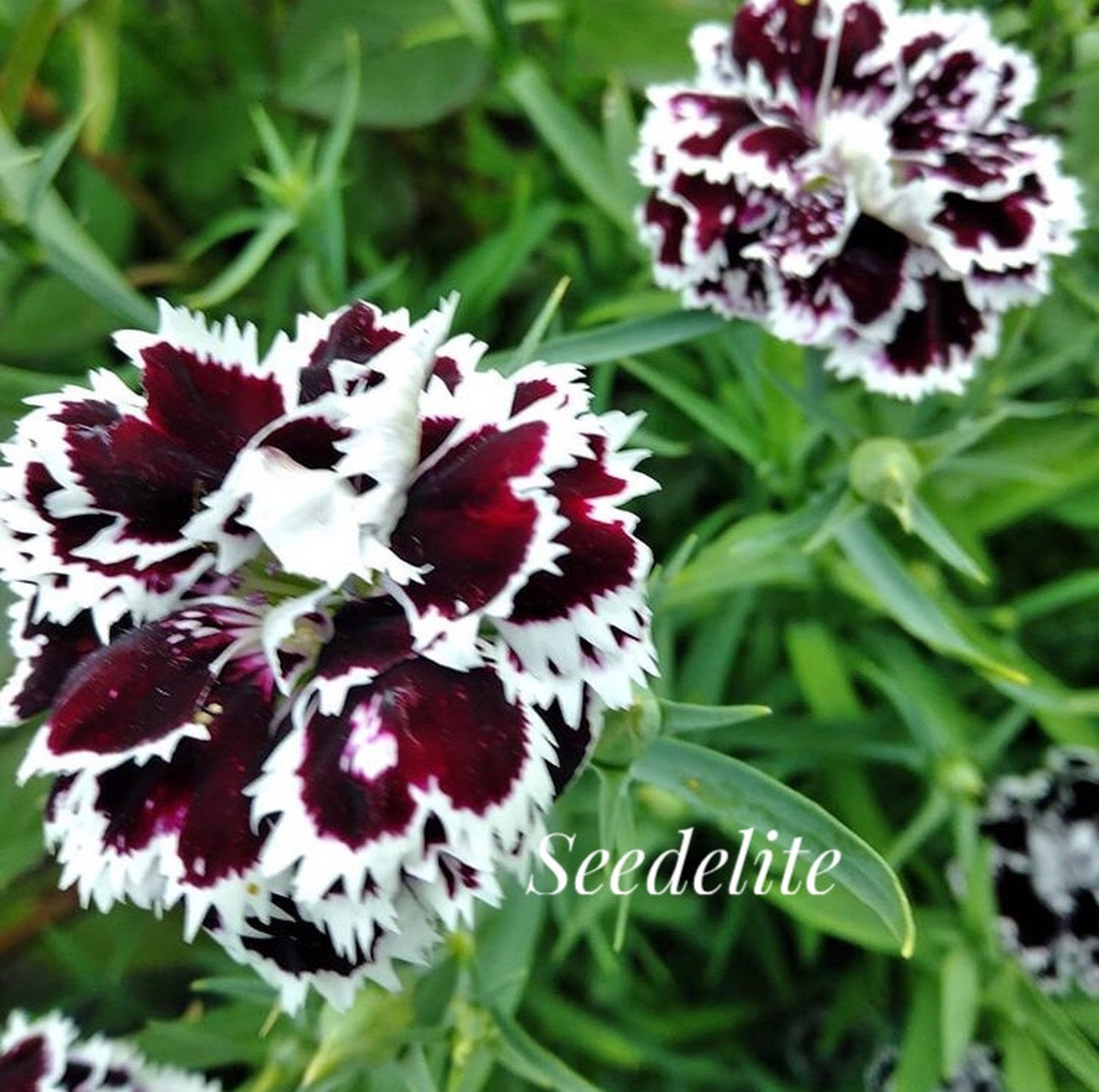 70 Raros Clavel Orgánico Semillas Blancas y Negras Dianthus Etsy