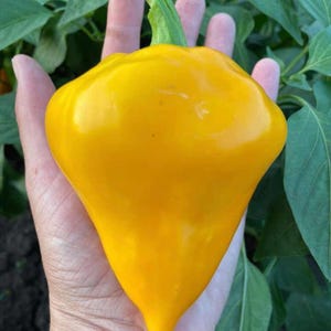 Orange ''Lesya'' Sweet Pepper Seeds/ Ukrainian Heirloom/ Non-GMO/Juicy&Sweet/Rare Variety/ 10 Seeds