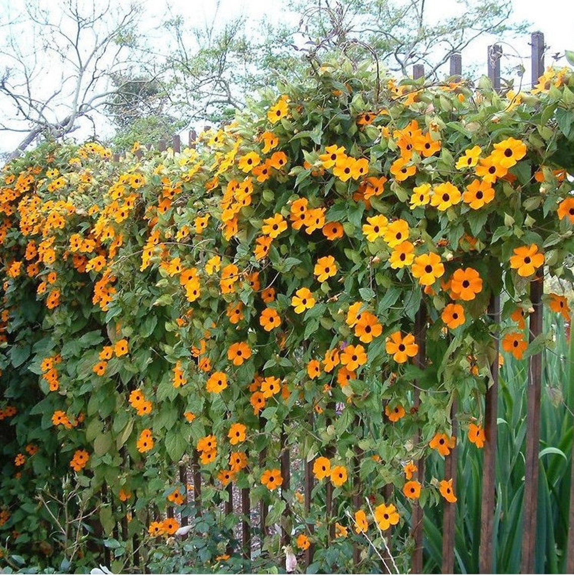 10 Thunbergia Blackeyed Suzan Vine Seeds Thunbergia Alata Etsy