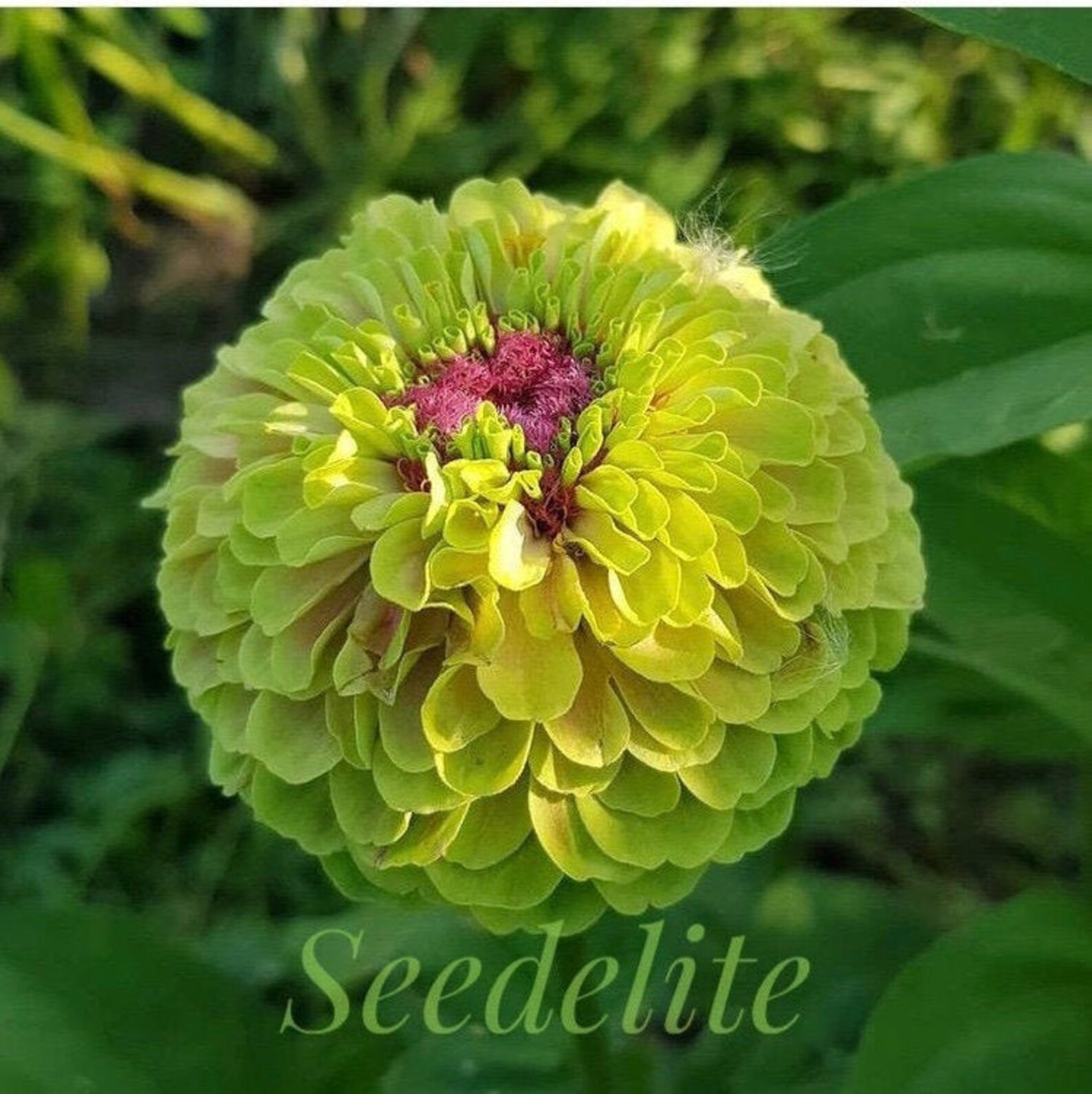 30 Rare Organic Light Green Zinnia Envy Seeds Flower Seeds Etsy