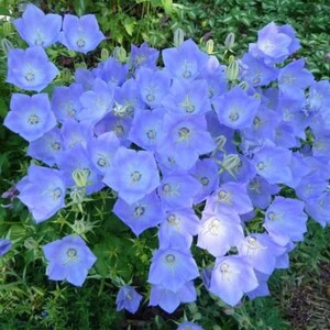 Campanula Carpathian &#39;&#39;Mountain Cristal Blue &#39;&#39; Samen aus der Ukraine - 0,01 g