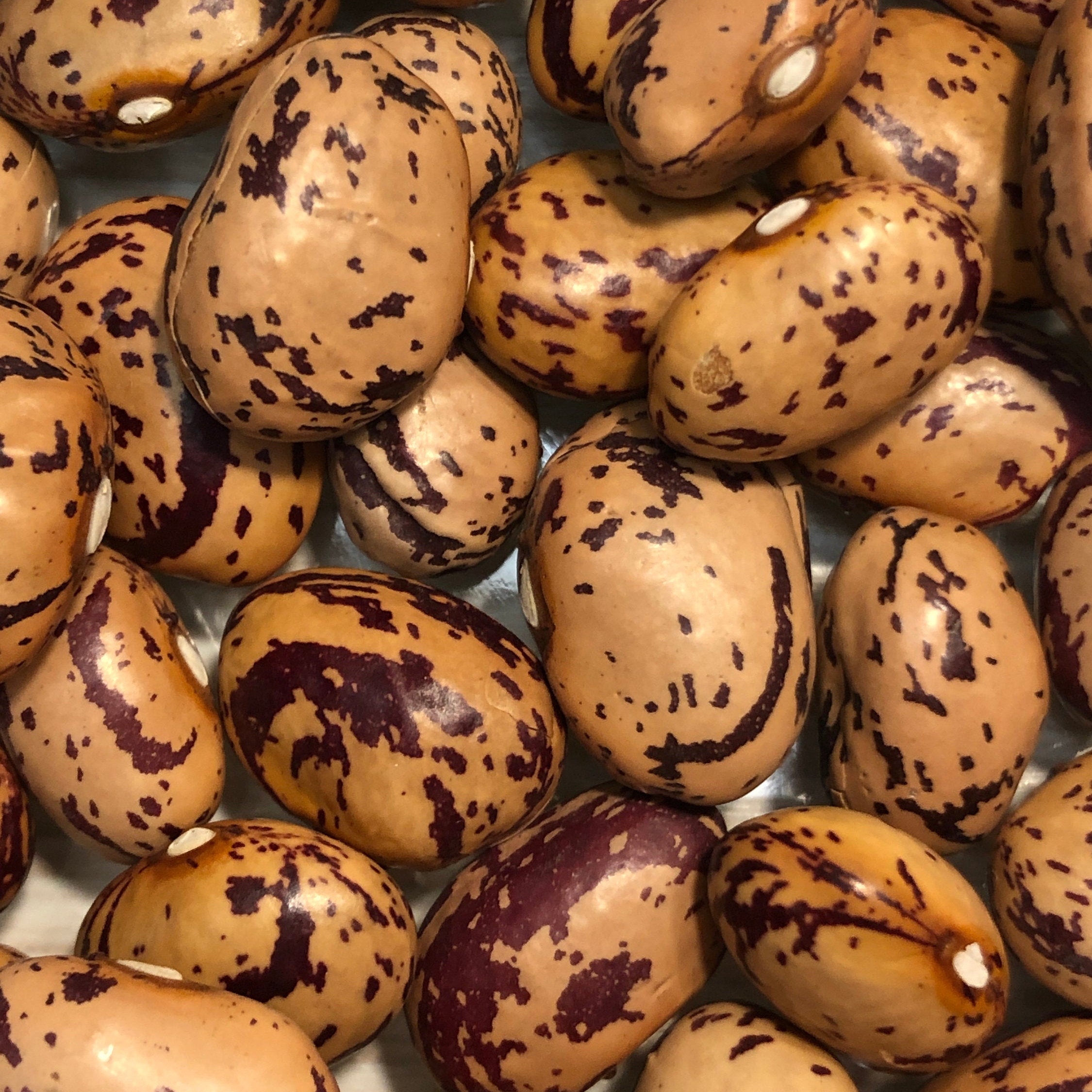 10 Rare Seeds of Climbing Asparagus Bean Jimenez Organic Etsy