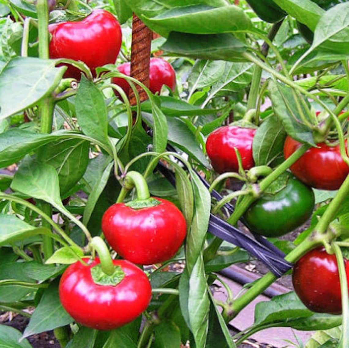 30 Red Sweet Round Pepper Seeds Ukrainian Seeds Heirloom Etsy