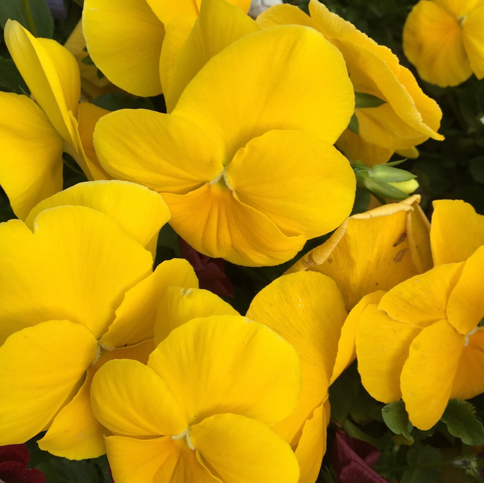 90 Swiss Giant Yellow Pansy Seeds Viola Wittrockiana Flower Etsy