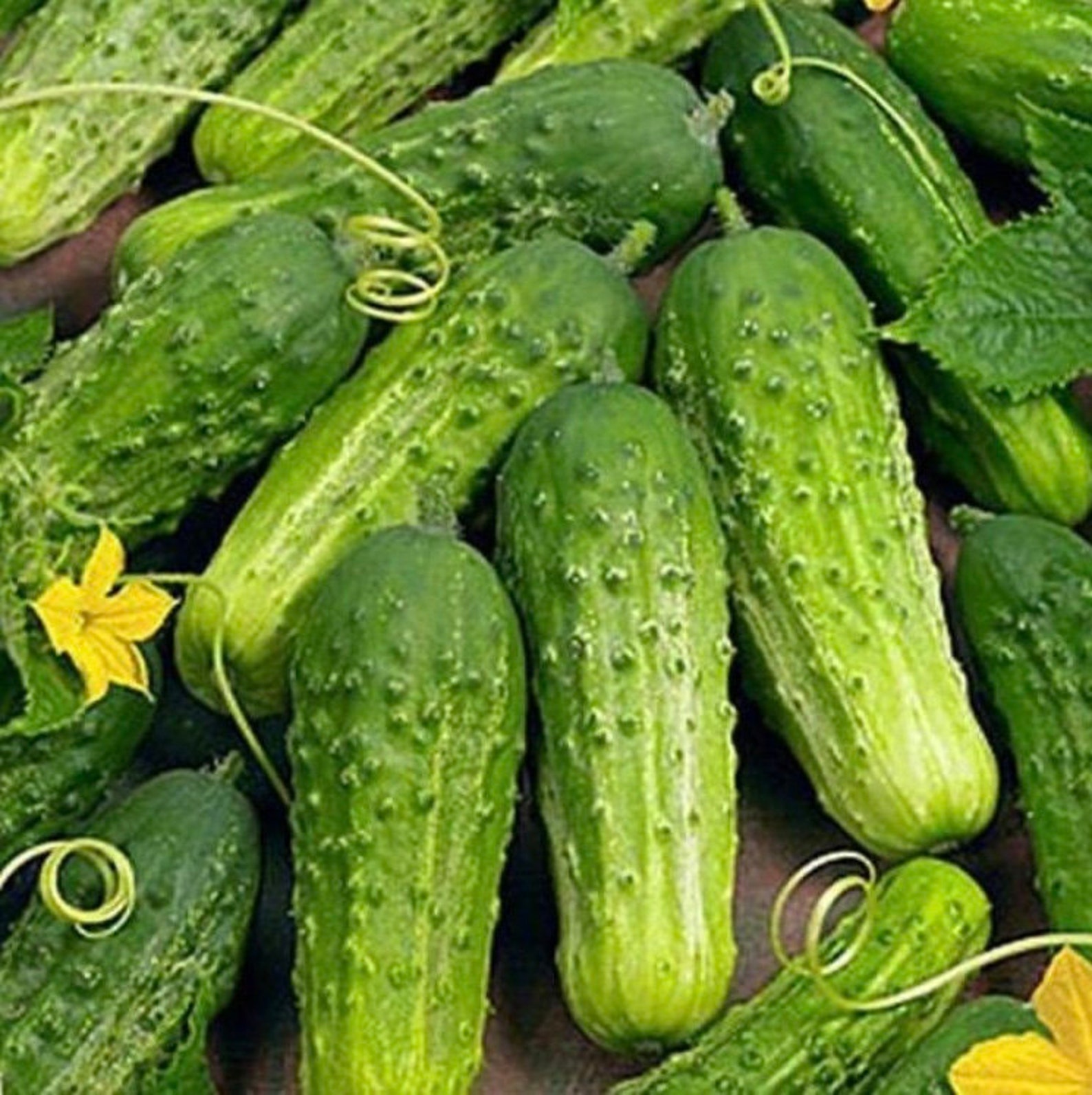 40 RARE Cucumber Seeds Competitor Ukraine Organic Vegetable | Etsy