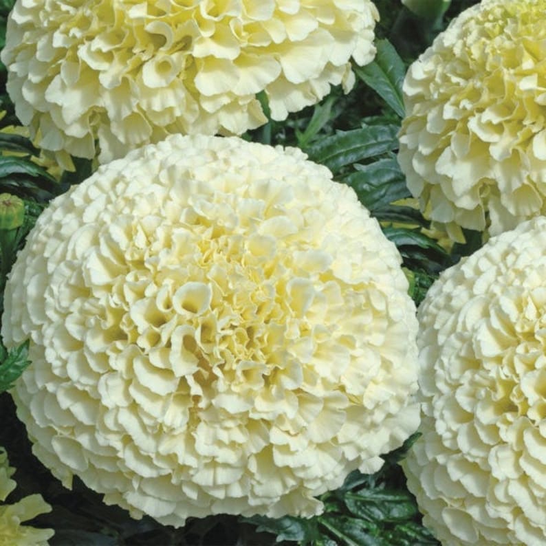 20 Rare White Large Marigold Flower Seeds Alaska Organic Etsy