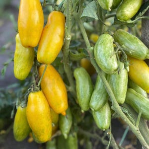 20 seltene Tomatensamen Banane Golden Organic Heirloom Ukrainische Seltene Samen