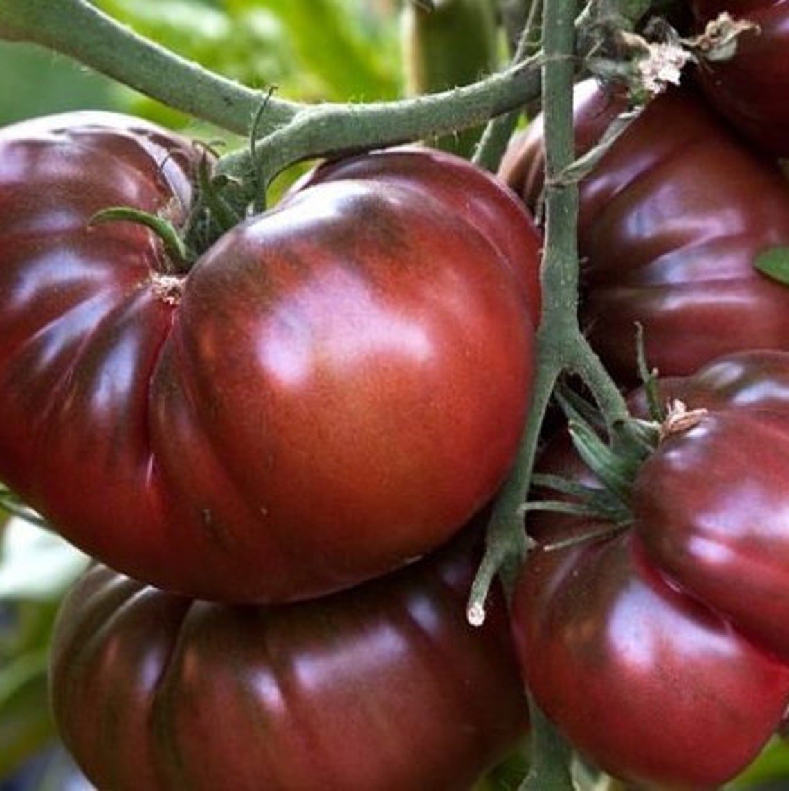 30 Ukrainian Tomato Seeds Black Large Heirloom Organic NON Etsy