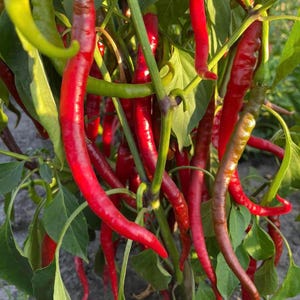 Sigaretta di Bergamo Pepper Seeds /Rare Heirloom Italian Sweet Pepper /Organic/Grown in Ukraine