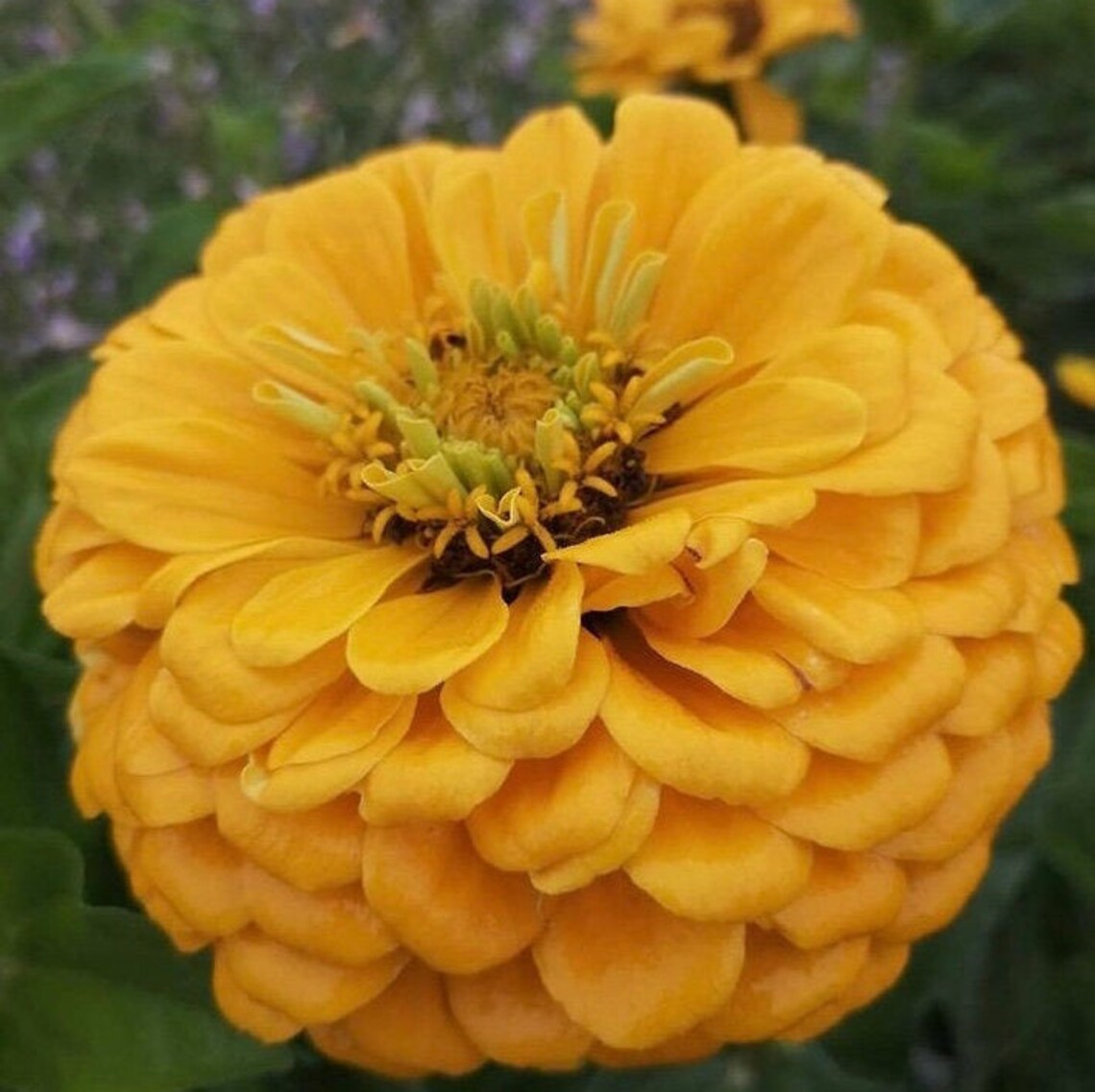 30 Rare Organic Tall Zinnia Elegant Bright Yellow Flower Seeds Etsy