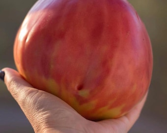 Semillas de tomate Bull Heart Pink, reliquia ucraniana, orgánicas, 30 semillas de hortalizas sin OMG: tomates grandes, dulces y jugosos.