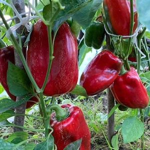 20 Сладкий красный перец Среднеспелый Высокоурожайный Отличный вкус Низкий Крепкий Кусты Реликвия