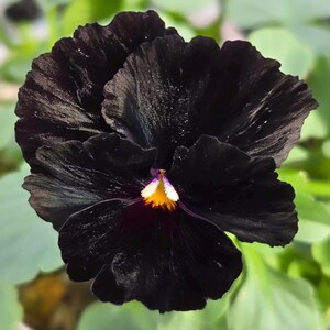 30 seltene Bio-Samen Stiefmütterchen Veilchen Viola Wittrockiana Blumensamen Biennale