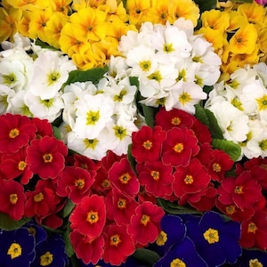 Primula Flower Seeds: Heirloom Spring Bouquet Mix, Hand Harvested