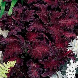 Coleos « Black Dragon » Seeds Plante à feuillage spectaculaire Variété patrimoniale Facile à cultiver en intérieur/extérieur Graines d'Ukraine