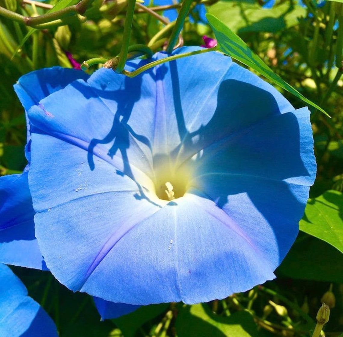 35 BLUE STAR Morning Glory Seeds Flower Seeds Ipomoea Seeds Etsy
