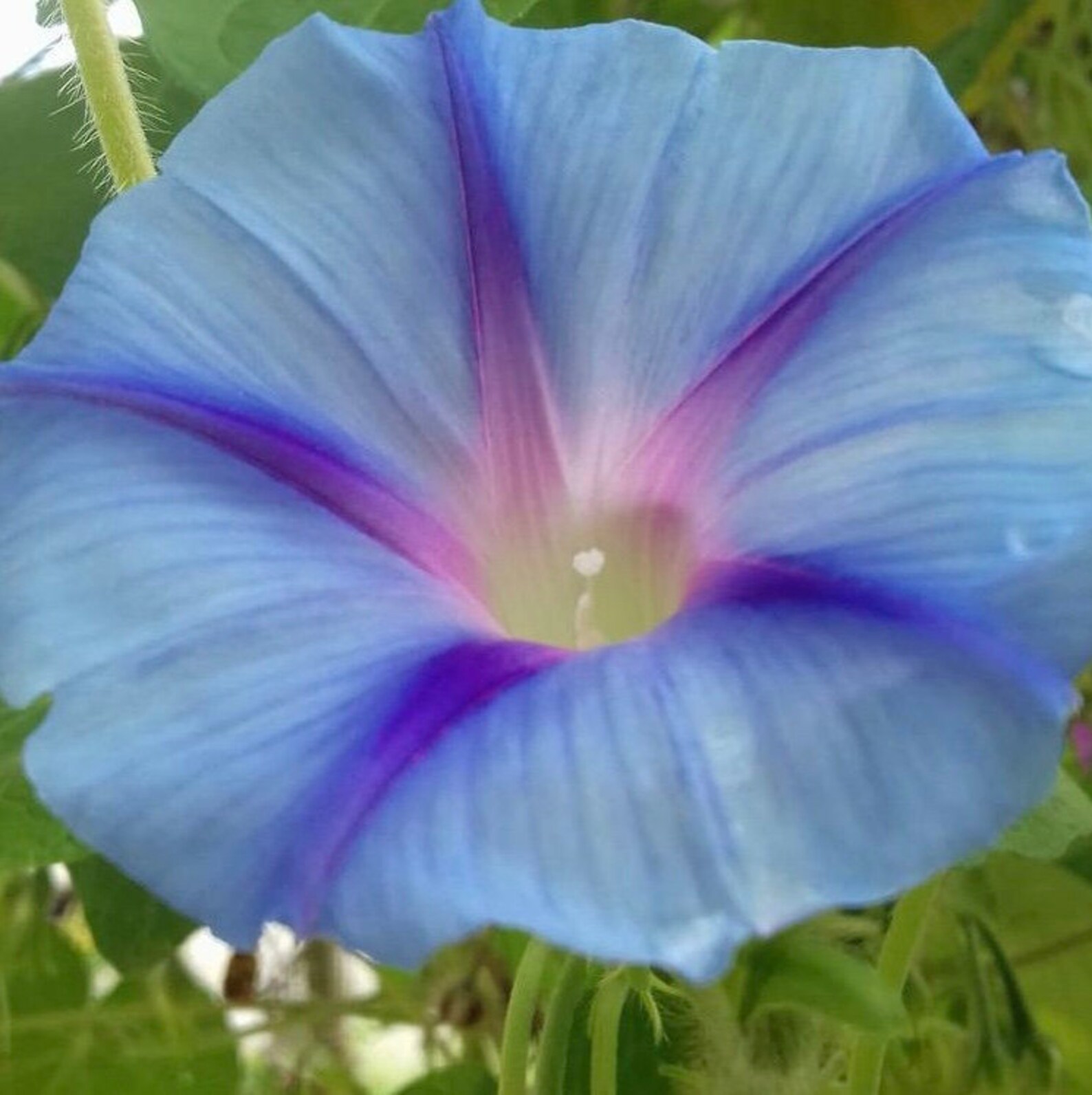 35 BLUE STAR Morning Glory Seeds Flower Seeds Ipomoea Seeds Etsy