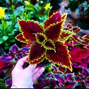 Graines Coleus Wizard Scarlet - Feuillage coloré pour le jardin ou l'intérieur - Ombrage préféré du jardin - 10 graines d'Ukraine - Facile à cultiver