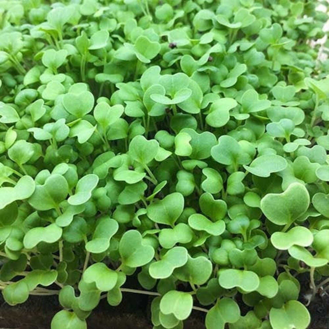 1000 Mustard Microgreen Seeds Organic Sinapis Brassicaceae Etsy